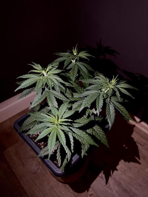 Sweet Muscle 💪🍬. Week 4