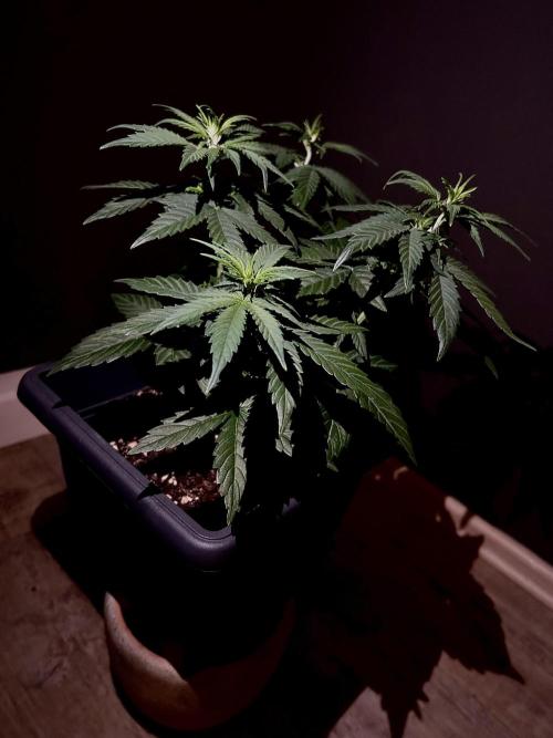 Sweet Muscle 💪🍬. Week 4