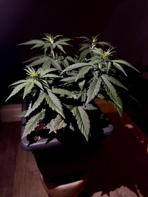 Sweet Muscle 💪🍬. Week 4