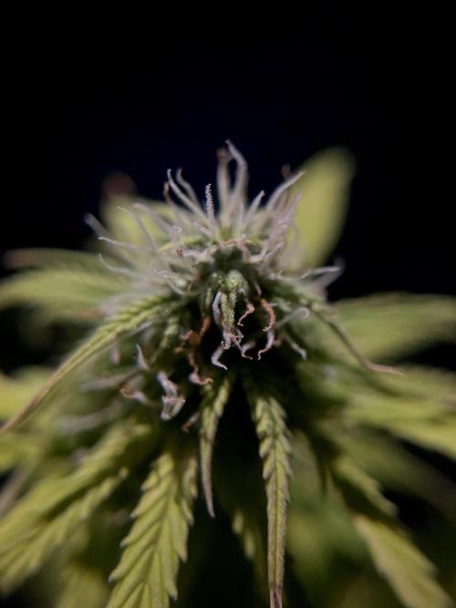 Mimosa Autoflower by MSNL Seeds. Week 7