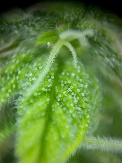 Mimosa Autoflower by MSNL Seeds. Week 7