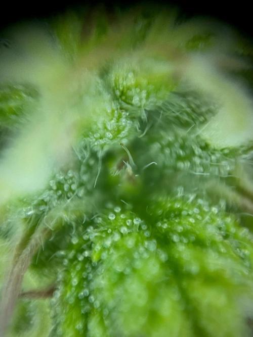 Mimosa Autoflower by MSNL Seeds. Week 7