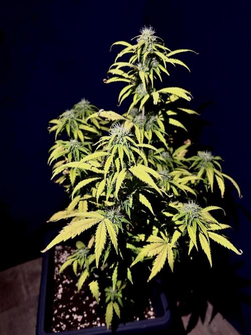 Mimosa Autoflower by MSNL Seeds. Week 7