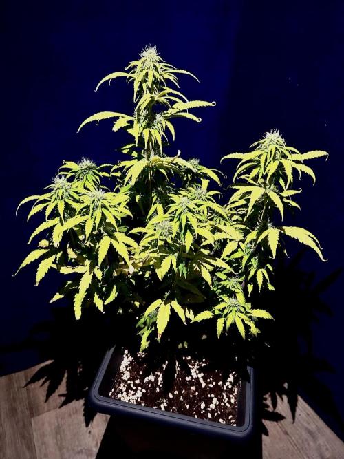 Mimosa Autoflower by MSNL Seeds. Week 7