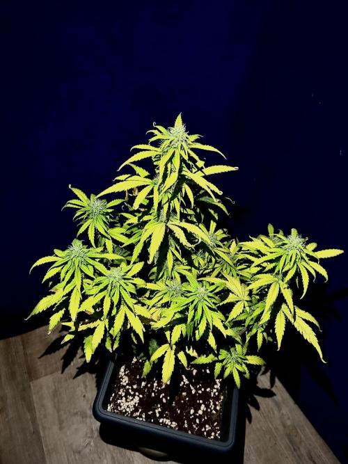 Mimosa Autoflower by MSNL Seeds. Week 7