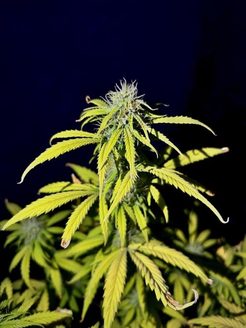 Mimosa Autoflower by MSNL Seeds. Week 7