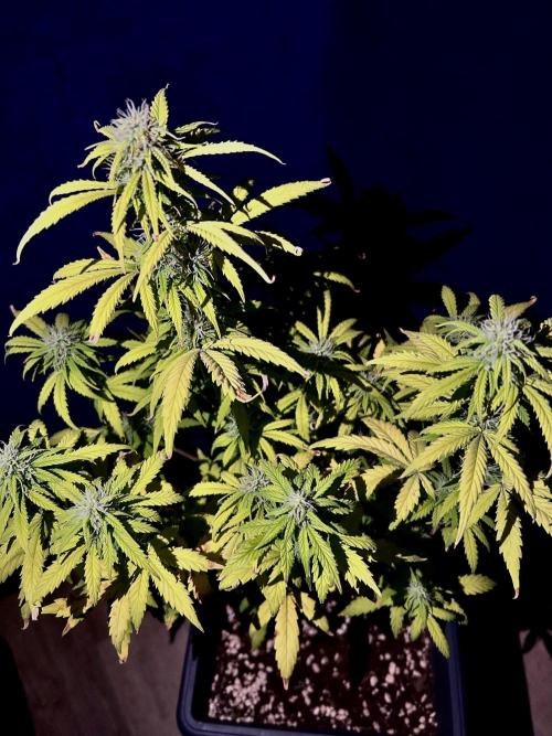 Mimosa Autoflower by MSNL Seeds. Week 7