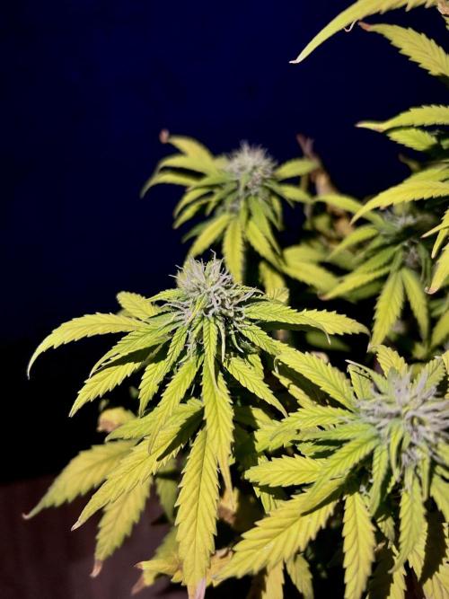 Mimosa Autoflower by MSNL Seeds. Week 7