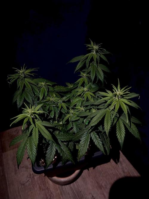 Sweet Muscle 💪🍬. Week 5