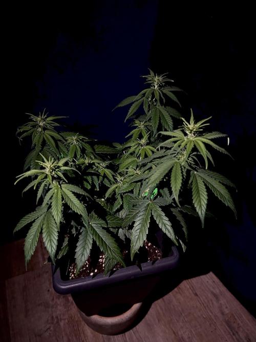 Sweet Muscle 💪🍬. Week 5