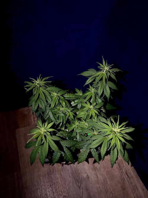 Sweet Muscle 💪🍬. Week 5