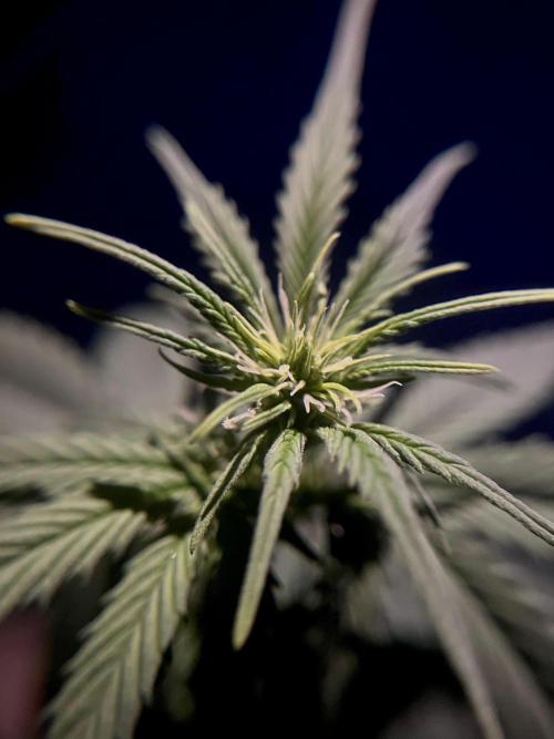 Sweet Muscle 💪🍬. Week 5