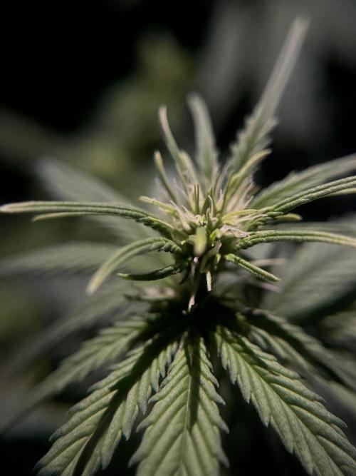 Sweet Muscle 💪🍬. Week 5