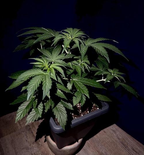 Sweet Muscle 💪🍬. Week 5