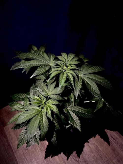 Sweet Muscle 💪🍬. Week 5