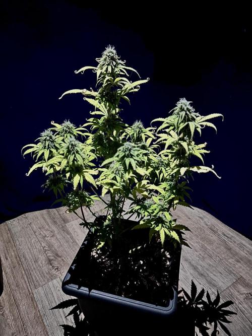 Mimosa Autoflower by MSNL Seeds. Week 8