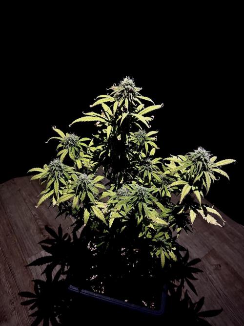 Mimosa Autoflower by MSNL Seeds. Week 8