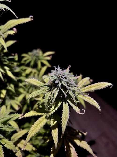 Mimosa Autoflower by MSNL Seeds. Week 8