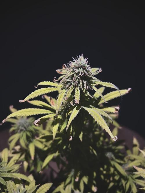 Mimosa Autoflower by MSNL Seeds. Week 8