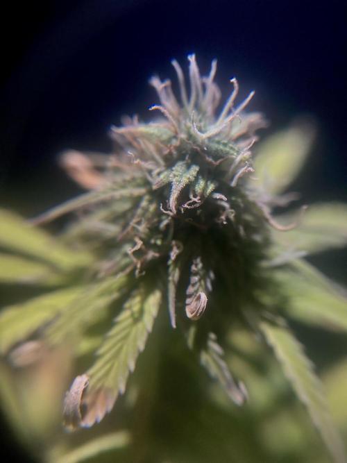 Mimosa Autoflower by MSNL Seeds. Week 8