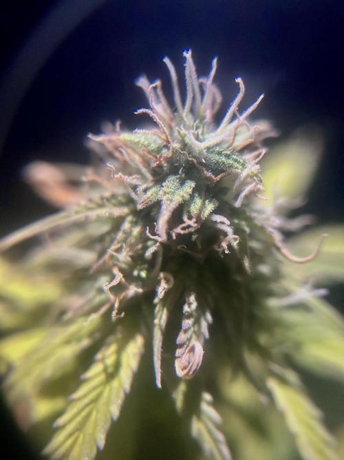 Mimosa Autoflower by MSNL Seeds. Week 8