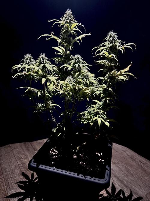 Mimosa Autoflower by MSNL Seeds. Week 8