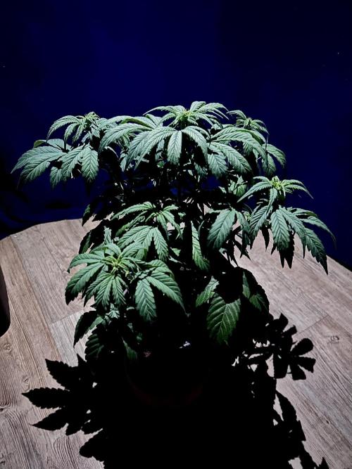 Sweet Muscle 💪🍬. Week 6