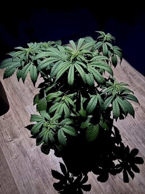 Sweet Muscle 💪🍬. Week 6