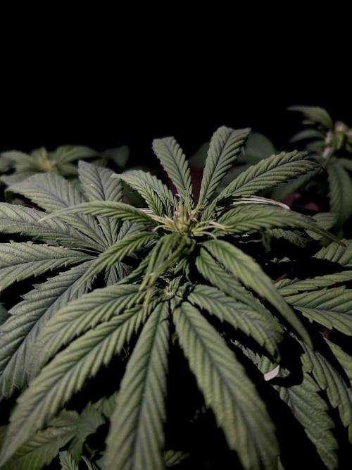 Sweet Muscle 💪🍬. Week 6