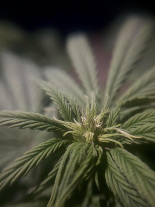 Sweet Muscle 💪🍬. Week 6