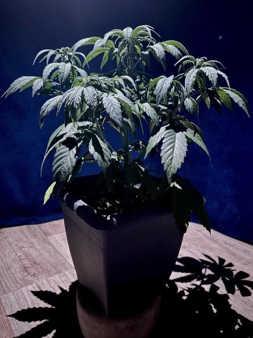 Sweet Muscle 💪🍬. Week 6