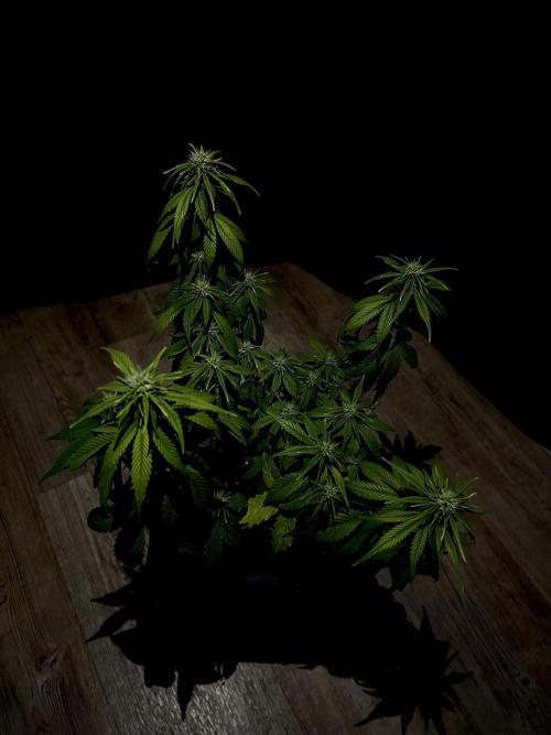 Sweet Muscle 💪🍬. Week 6