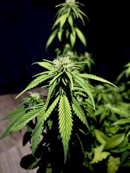 Sweet Muscle 💪🍬. Week 6