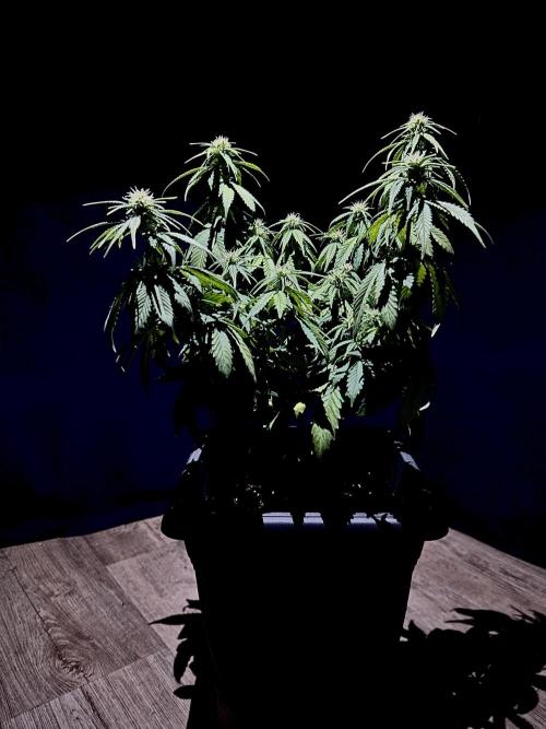 Sweet Muscle 💪🍬. Week 6