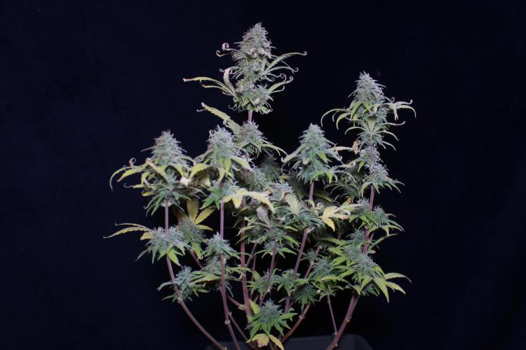 Mimosa Autoflower by MSNL Seeds. Week 9