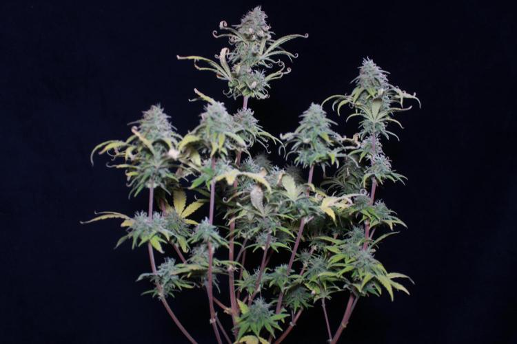 Mimosa Autoflower by MSNL Seeds. Week 9