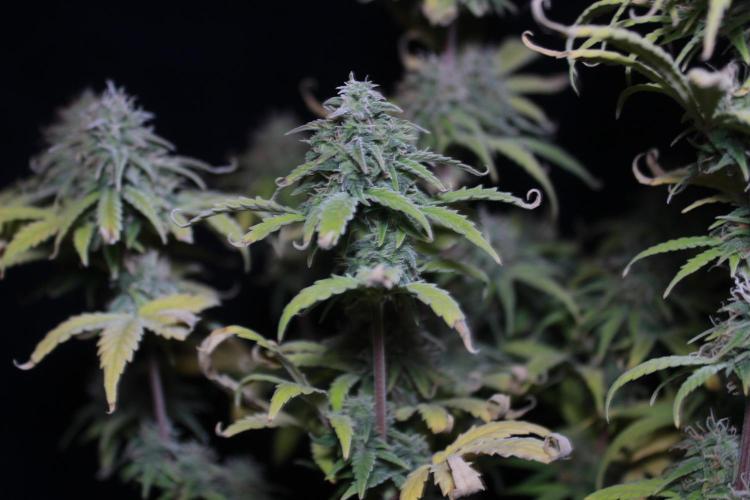 Mimosa Autoflower by MSNL Seeds. Week 9