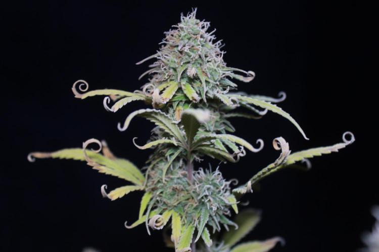Mimosa Autoflower by MSNL Seeds. Week 9