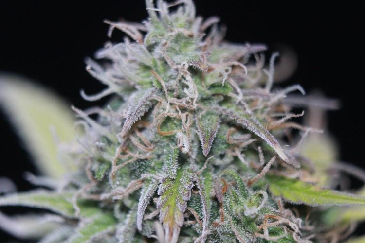 Mimosa Autoflower by MSNL Seeds. Week 9