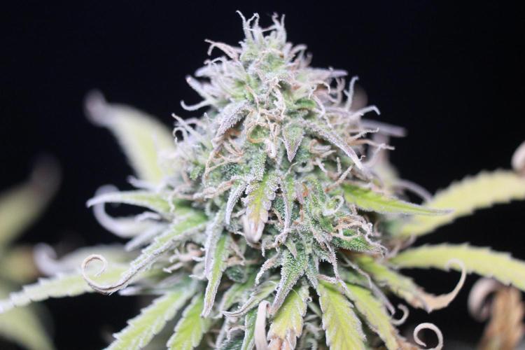 Mimosa Autoflower by MSNL Seeds. Week 9