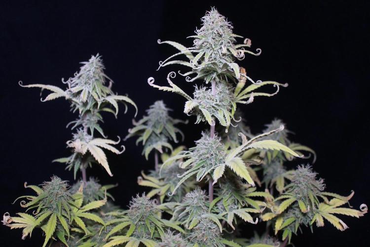 Mimosa Autoflower by MSNL Seeds. Week 9