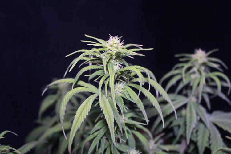 Gorilla Zkittlez Autoflower. Week 7