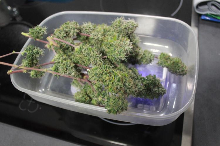 Mimosa Autoflower by MSNL Seeds. Week 10