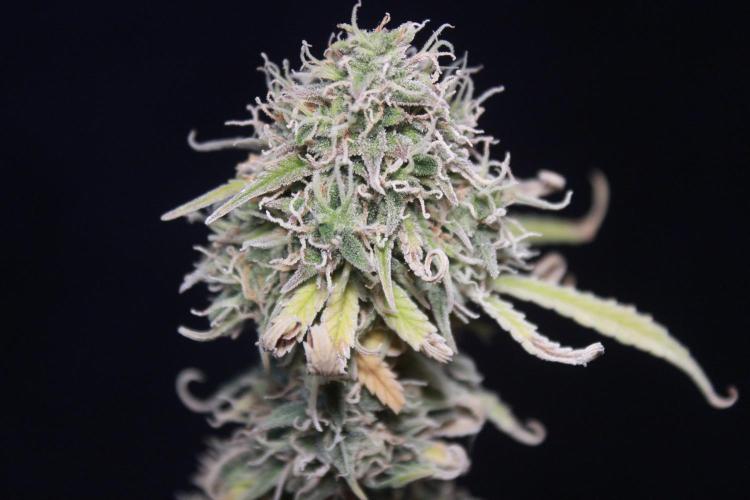 Mimosa Autoflower by MSNL Seeds. Week 10
