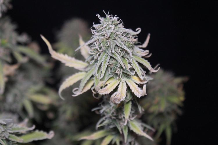 Mimosa Autoflower by MSNL Seeds. Week 10