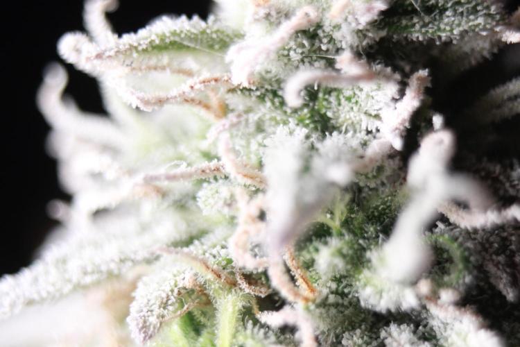 Mimosa Autoflower by MSNL Seeds. Week 10