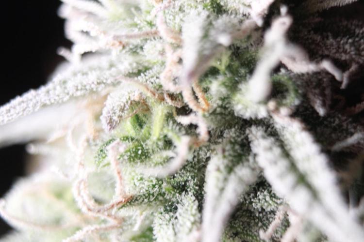 Mimosa Autoflower by MSNL Seeds. Week 10