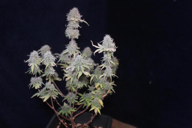 Mimosa Autoflower by MSNL Seeds. Week 10