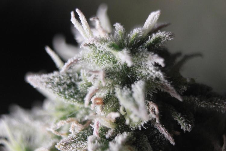 Mimosa Autoflower by MSNL Seeds. Week 10