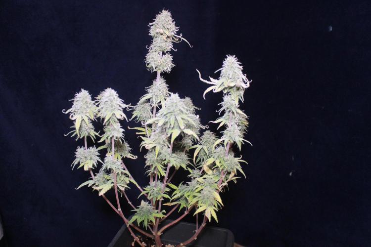 Mimosa Autoflower by MSNL Seeds. Week 10